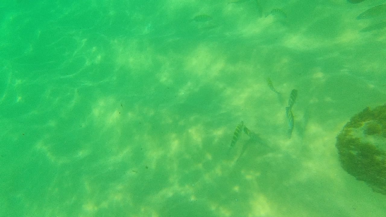 Opening underwater frame from Palmilla Los Cabos with green water, sandy seabed, a dark rock at right, small fish near center, and no visible people.