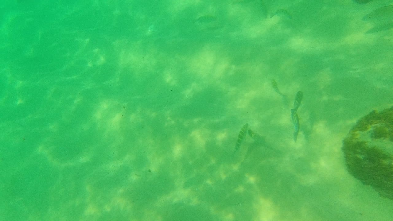 Fish swimming above sandy seabed beside a dark underwater rock.