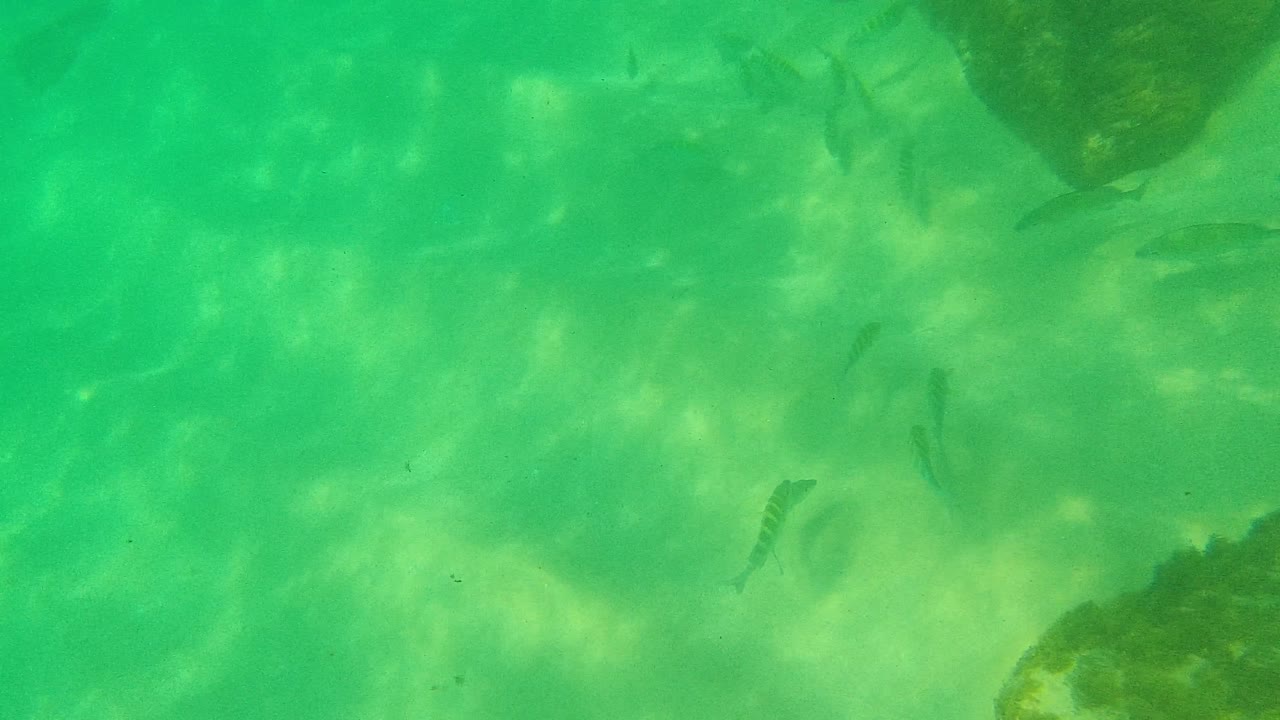 Later underwater frame from Palmilla Los Cabos showing a small fish near center, a dark rock entering from the lower right, green water haze, and no visible people.
