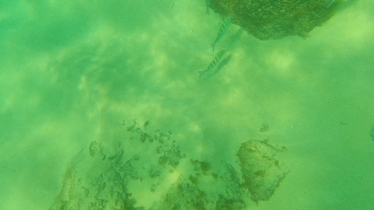 Small fish above green water and rocks on a sandy seabed.