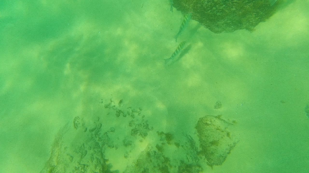 At 0:01, a striped fish is more apparent near the left side while rocks sit along the upper edge of the Palmilla Los Cabos seabed, with no visible people.
