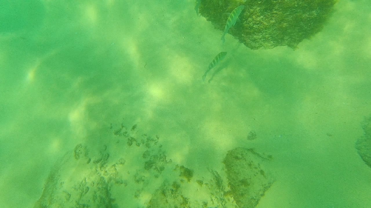 At 0:02, the underwater view shows a broad sandy area in Palmilla Los Cabos with rocks at the edges and faint small fish in the green water, with no visible people.