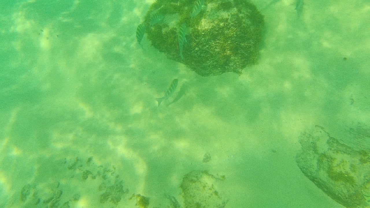 At 0:03, a large rock sits near the upper left of the Palmilla Los Cabos frame while a small striped fish swims nearby in green water, with no visible people.