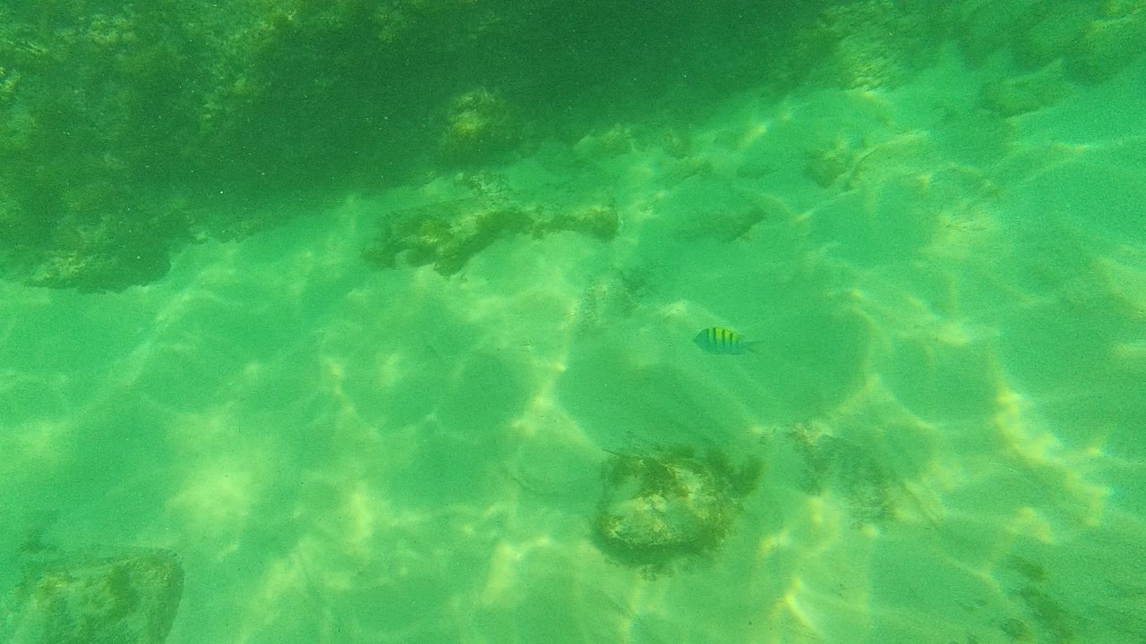 Green underwater view with sandy bottom, rocks, and a small striped fish.