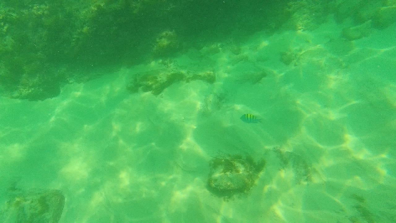 Palmilla Los Cabos underwater frame with pale sand, scattered rocks, sunlight caustics, a small striped fish near the center, and no visible people.