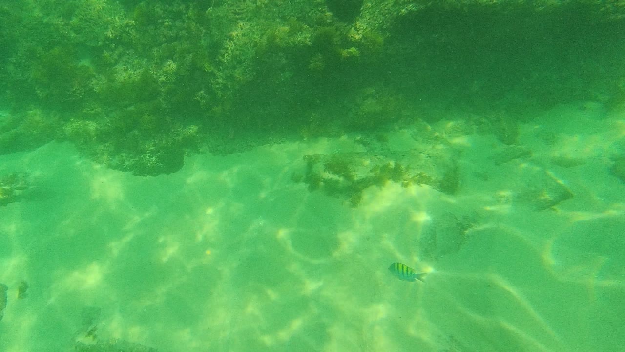Palmilla Los Cabos underwater frame showing a rocky upper edge, bright green water, rippled sunlight on sand, a small striped fish right of center, and no visible people.