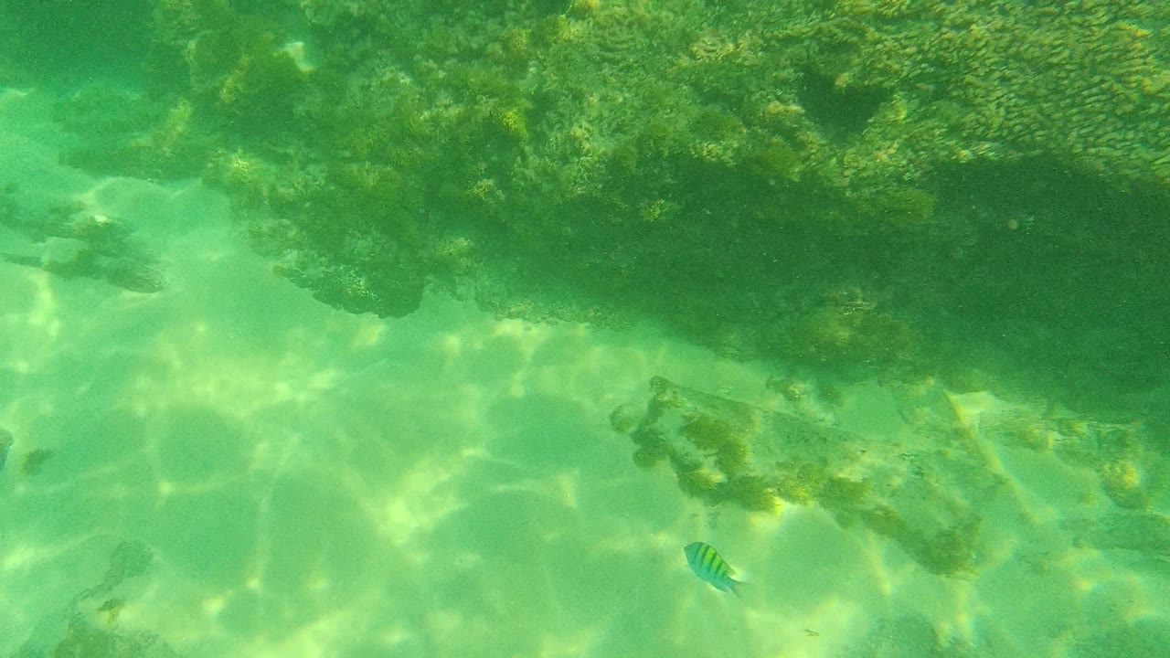 Palmilla Los Cabos underwater frame with a large dark rock mass on the left, smaller stones below, small fish over green sand, and no visible people.