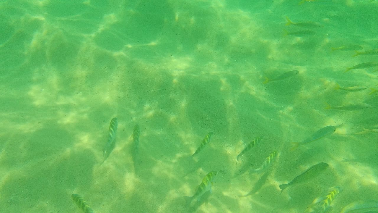 Small fish in shallow green-turquoise water over rippled sand.