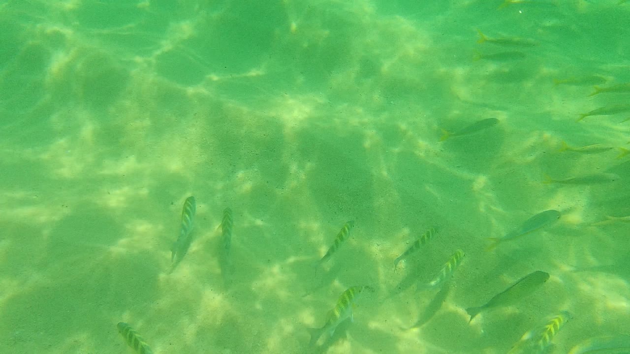 Fish remain scattered through clear shallow water in Palmilla Los Cabos, with green color, sandy bottom, and no visible people.