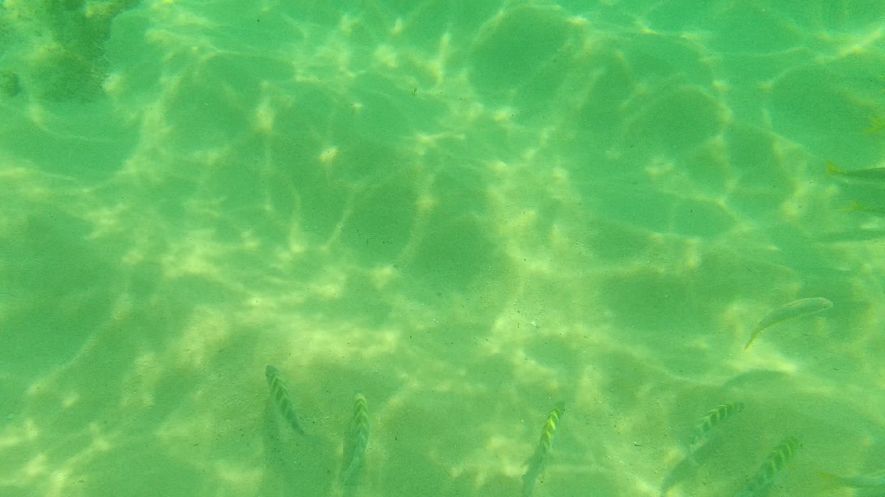 A smaller group of fish crosses the turquoise shallows in Palmilla Los Cabos, with rippled sunlight on sand and no visible people.