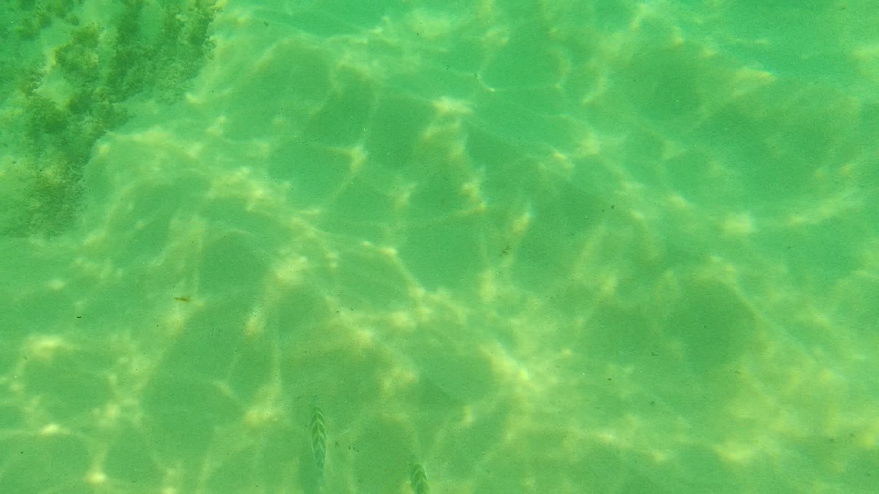 Fish swim near a darker rocky coral patch in shallow Palmilla Los Cabos water, with green-turquoise sand light and no visible people.