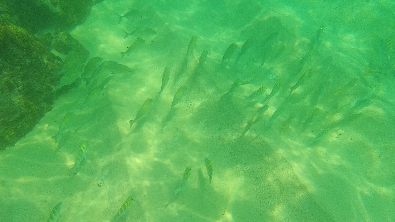 School of fish swimming over a pale sandy seabed in green water at Palmilla Los Cabos, with darker rock along the upper left edge and no visible people.