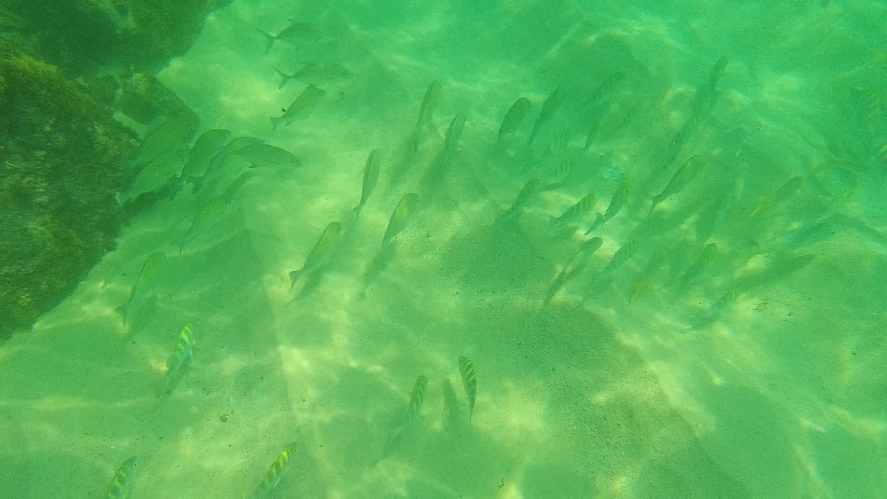 Fish spread across a sandy underwater bottom at Palmilla Los Cabos, with bright caustic light patterns and no visible people.