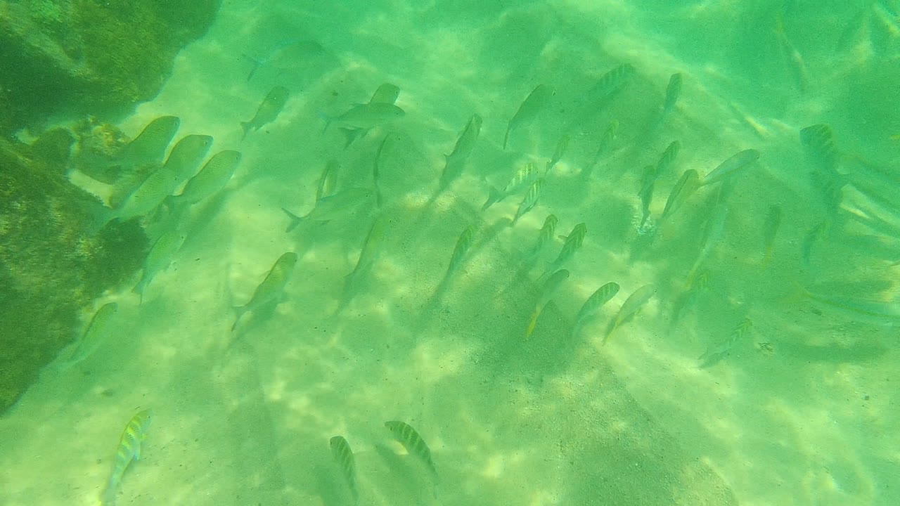 Several fish swim over pale sand in green water at Palmilla Los Cabos, with a darker rock patch near the upper left and no visible people.