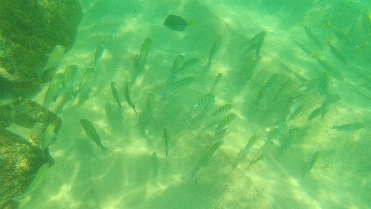 Fish scattered over a sandy seabed in shallow green water.