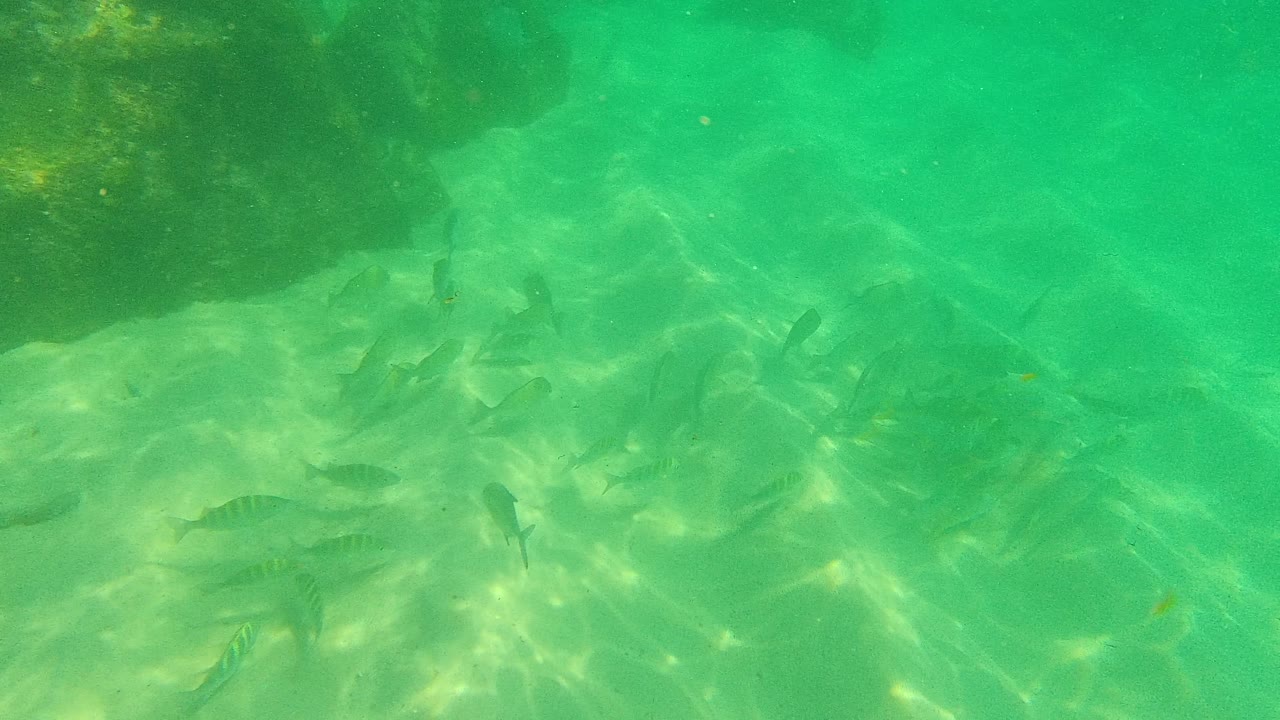 Small fish swim over a pale sandy seabed in green water at Palmilla Los Cabos, with darker rock along the upper left edge and no visible people.