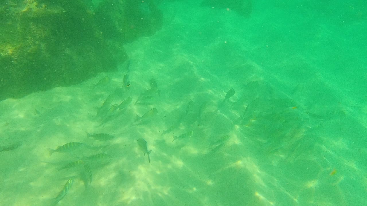 A loose school of small fish crosses the sunlit sandy ocean floor at Palmilla Los Cabos, with the group clustered near the center and no visible people.