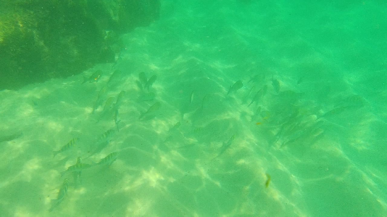 Small fish drift across green water above sand at Palmilla Los Cabos, with a darker rocky area at the upper left and no visible people.