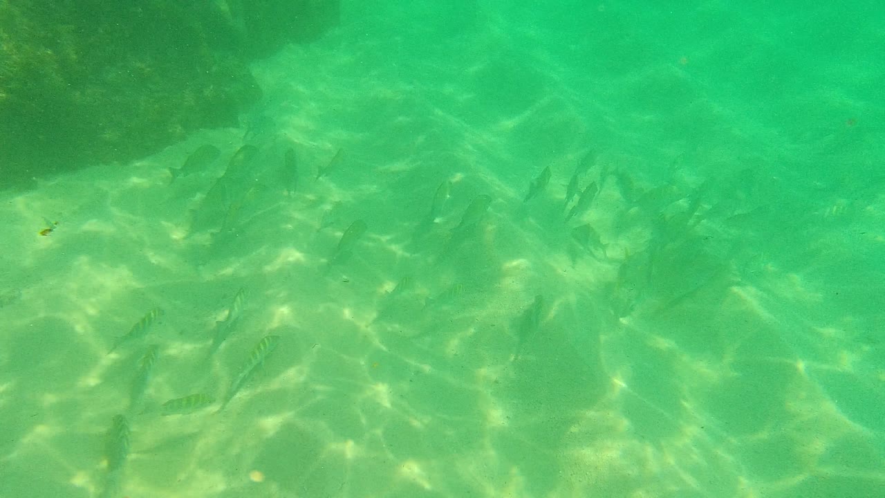 Scattered fish over bright sandy seabed