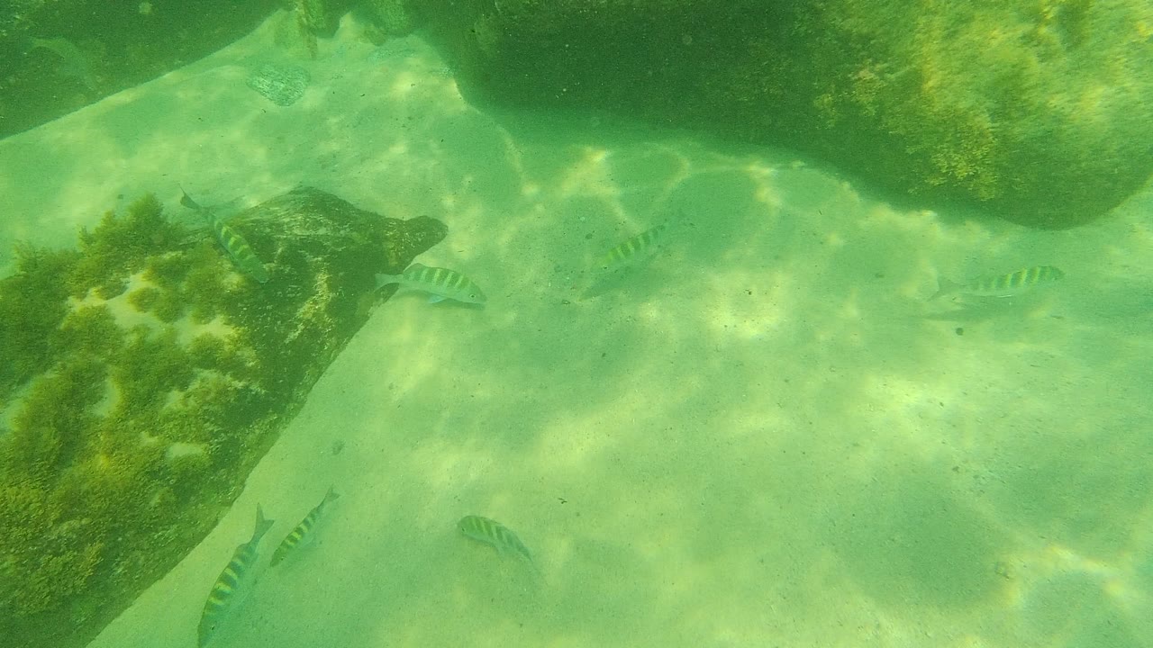 Underwater view in Palmilla Los Cabos of small striped fish beside algae-covered rocks over pale sand, with no visible people.
