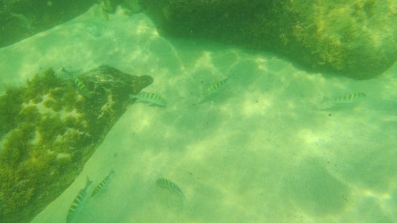 A large algae-covered rock sits in clear green water at Palmilla Los Cabos while small striped fish pass over the sunlit sandy bottom, with no visible people.