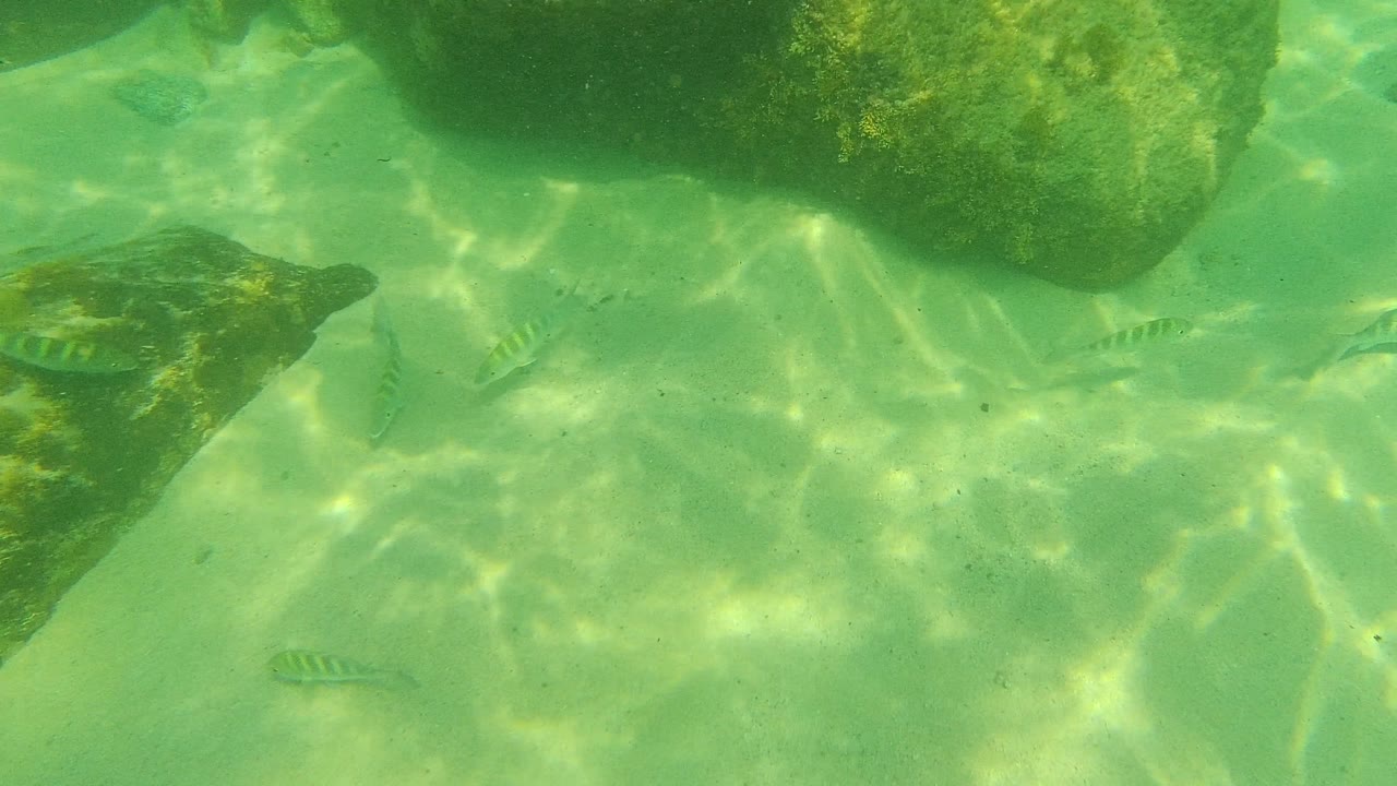 Small fish appear around a darker algae-coated rock on the Palmilla Los Cabos seabed, with bright refracted sunlight across the sand and no visible people.