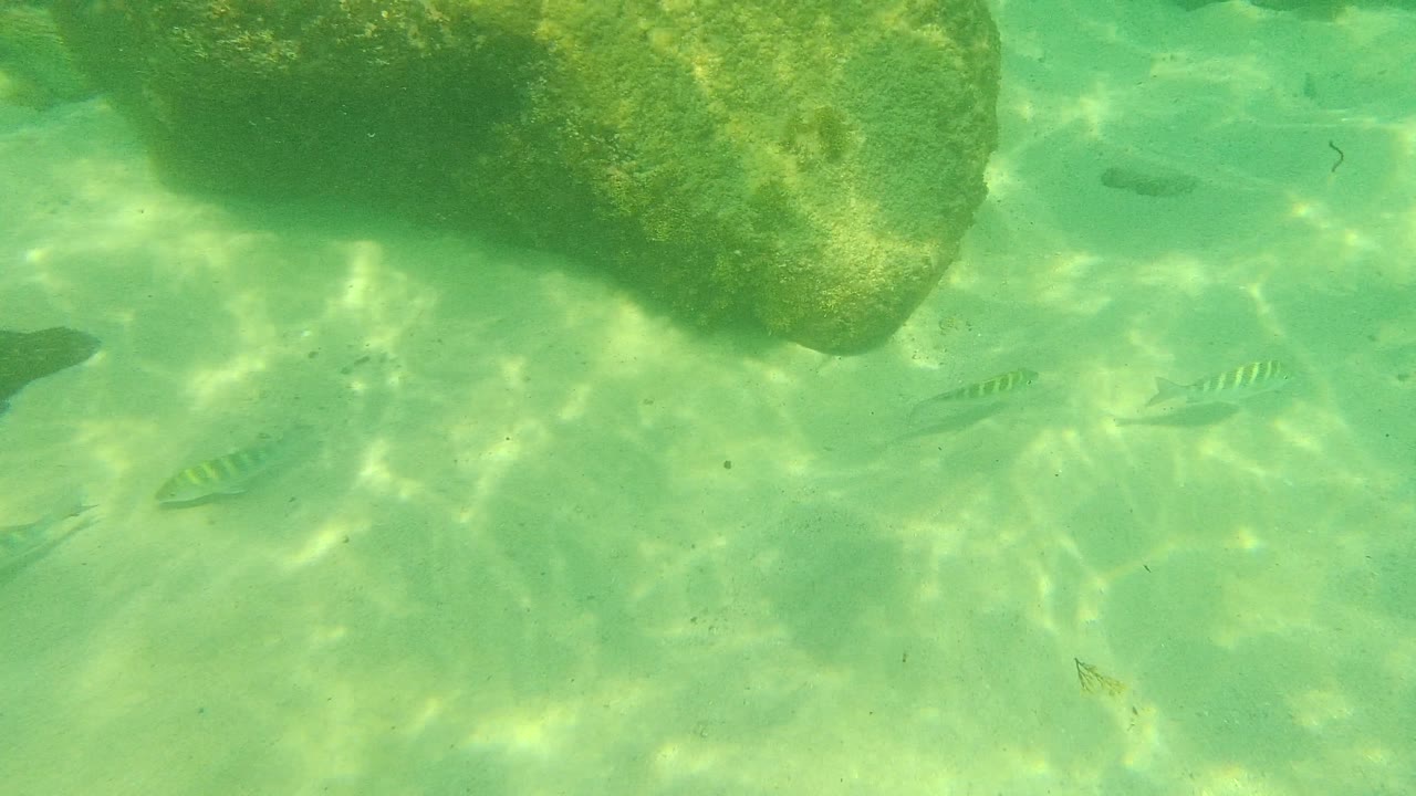Small fish scattered near a large underwater rock