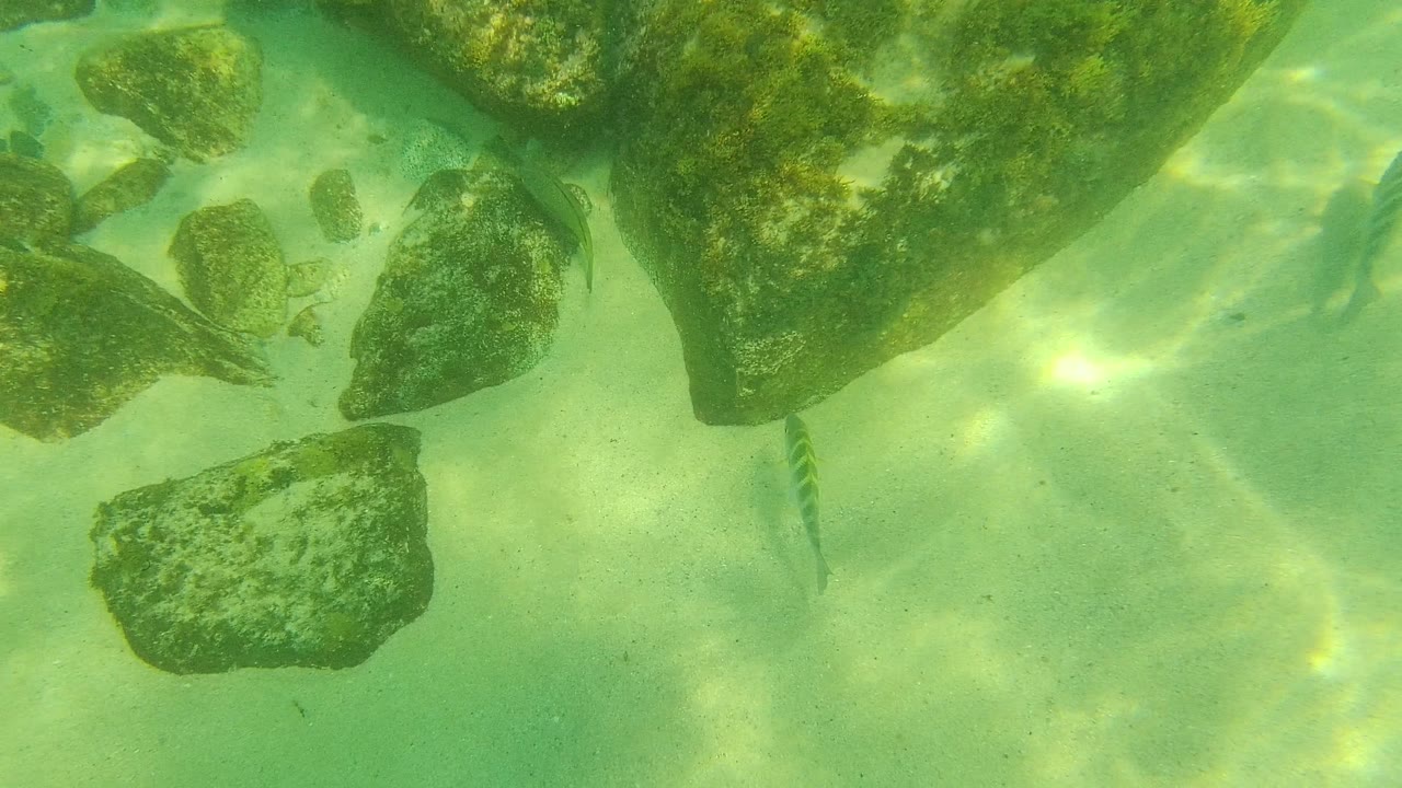 Striped fish pass between rocks over a sandy seabed.
