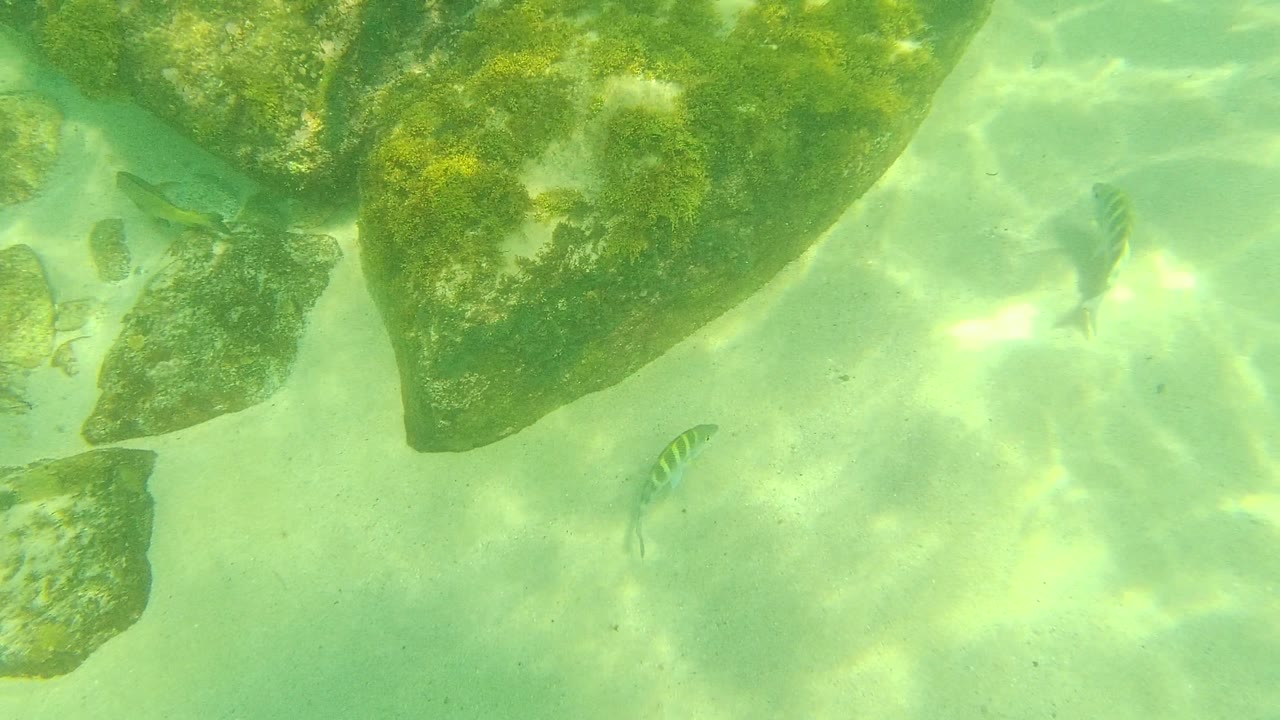 Large algae-coated rocks fill the upper frame while small fish hover over rippled sand in Palmilla Los Cabos, Mexico, with no visible people.