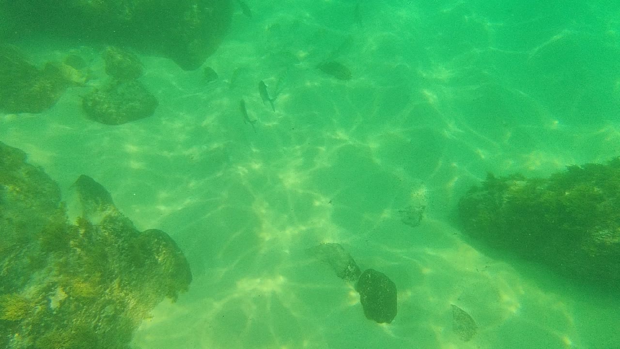 Underwater view in Palmilla Los Cabos showing clear green water, scattered rocks, pale sand, small fish, and no visible people.