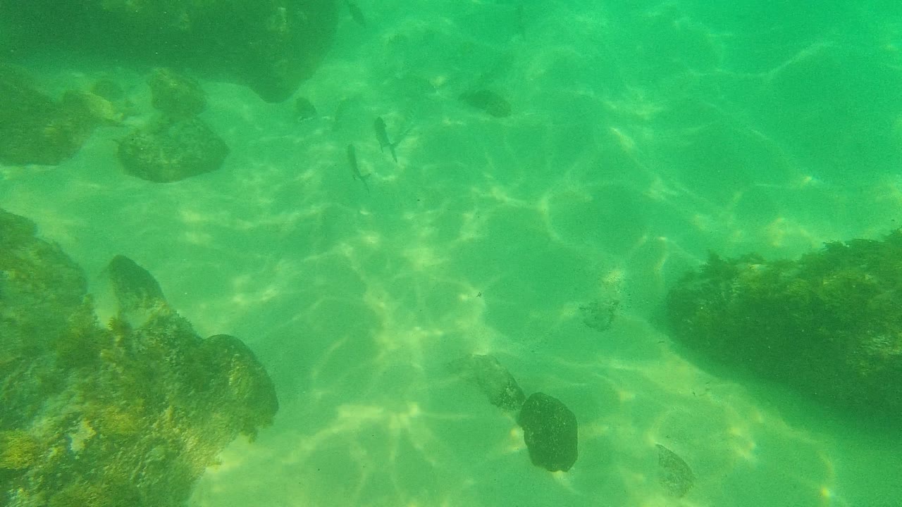 Small fish swim near algae-covered rocks on a sandy seabed.