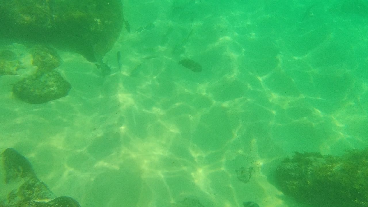 A rocky underwater patch in Palmilla Los Cabos fills the lower frame while small fish cross the clear green water, with no visible people.
