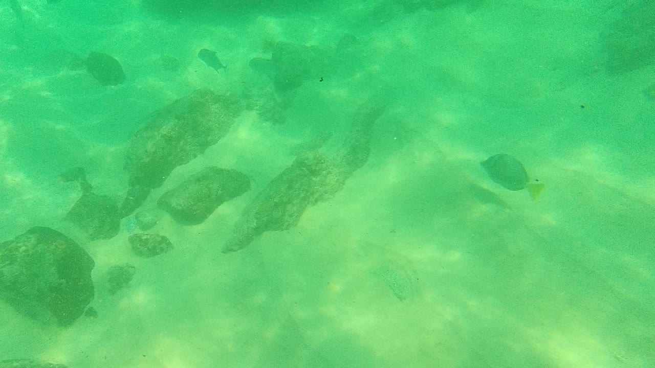 At Palmilla Los Cabos, turquoise-green water covers rounded rocks and sandy seabed while small dark fish appear near the upper frame, with no visible people.