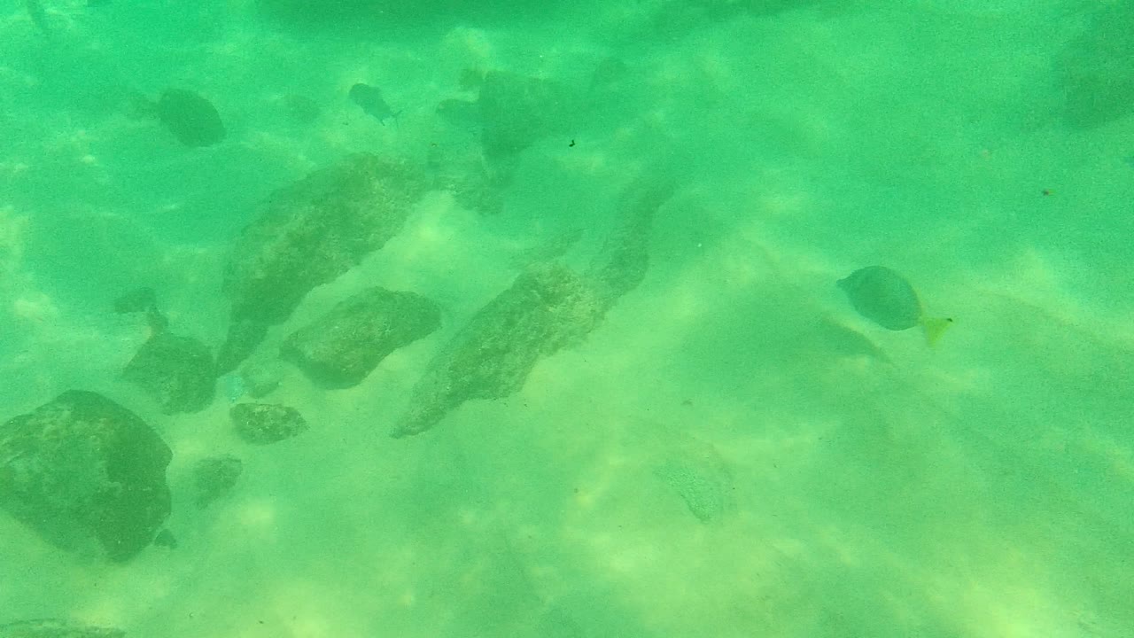 At Palmilla Los Cabos, a larger rock sits near the lower center as small fish drift through clear green water above the sandy bottom, with no visible people.