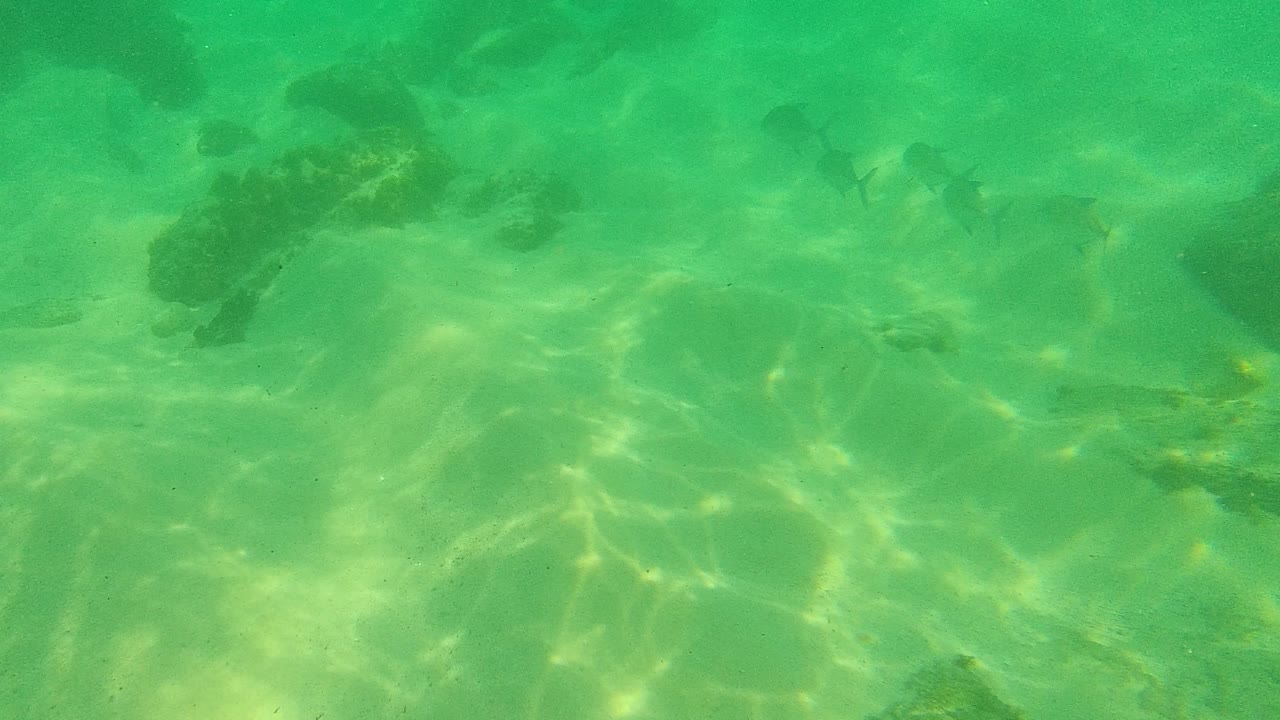 Early frame of fish swimming over a sandy and rocky underwater seabed in Palmilla Los Cabos, Mexico, with green turquoise water and no visible people.