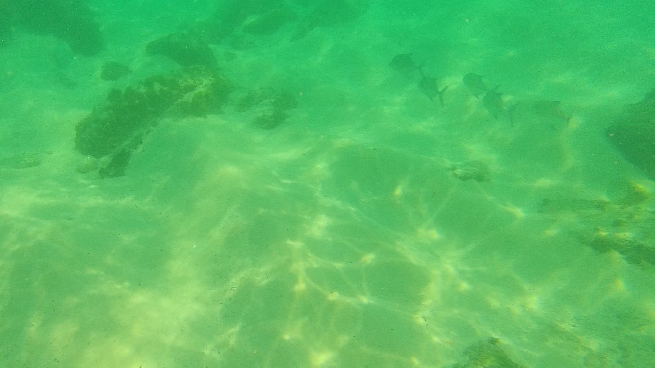 Fish appear in clear green underwater visibility over rocks and sand in Palmilla Los Cabos, Mexico, with light patterns on the bottom and no visible people.