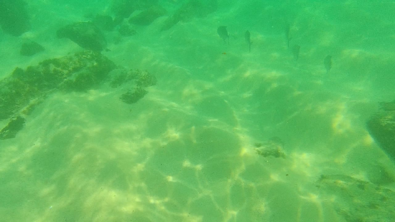 A yellow-tailed fish and other small fish swim near darker rocks over a sandy bottom in Palmilla Los Cabos, Mexico, with no visible people.