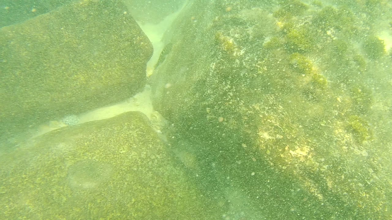 Underwater rocks with green algae in clear water