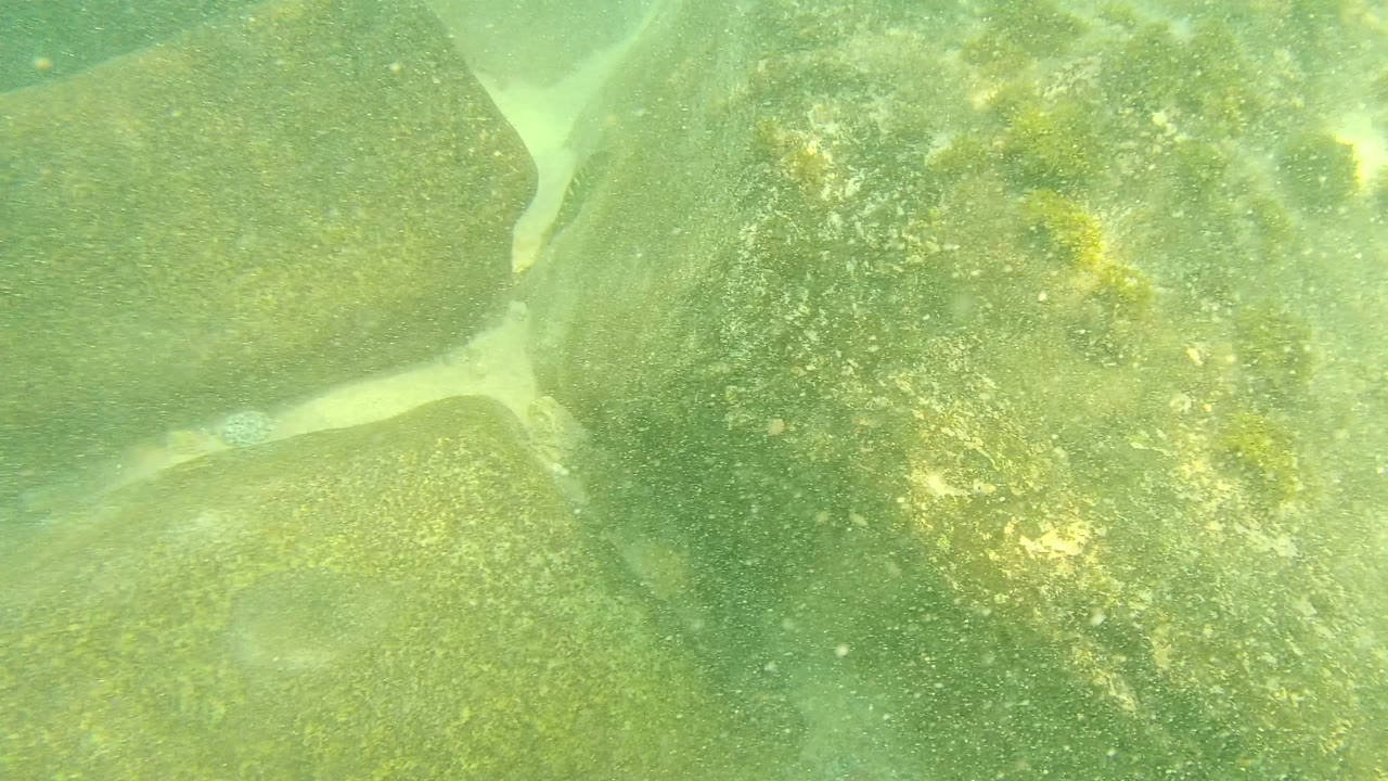 A closer mid-clip underwater frame at Palmilla Los Cabos shows a broad rock face with green algae, light speckling, and sand visible around the edges, with no visible people.