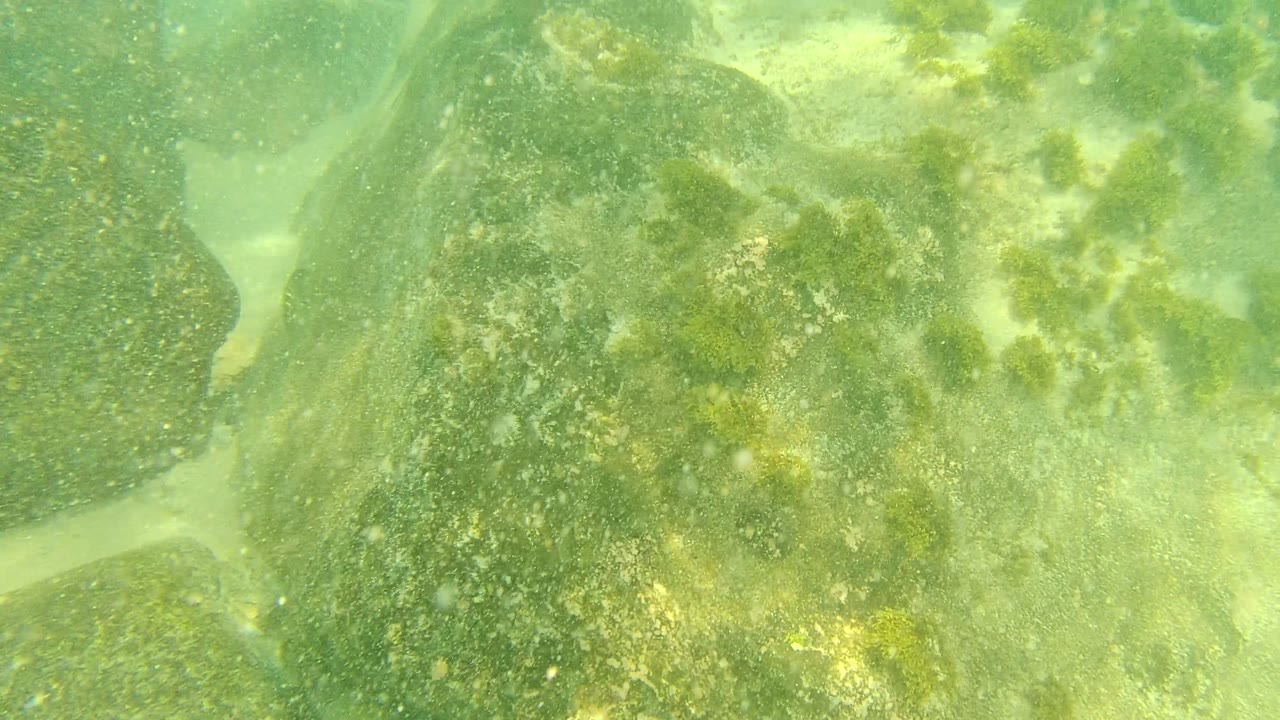 Underwater at Palmilla Los Cabos, a rounded rock fills much of the frame while green algae and bright sandy gaps remain visible through the clear water, with no visible people.