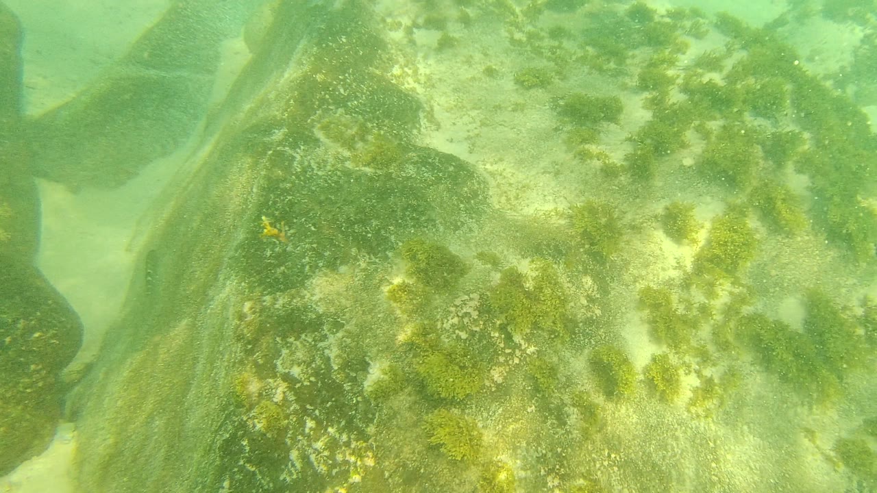At Palmilla Los Cabos, the underwater view opens to several boulders, sandy floor, scattered algae patches, and soft green water haze, with no visible people.