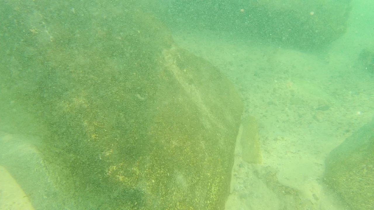 A large algae-covered rock fills the foreground in green water at Palmilla Los Cabos, Baja California Sur, with pale sand visible behind it and no visible people.