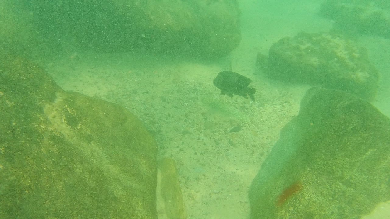 A small dark fish appears beside algae-covered rocks in green water at Palmilla Los Cabos, Baja California Sur, with no visible people.