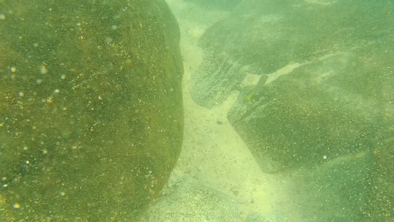 A close view of a large rock surface dominates the underwater frame in Palmilla Los Cabos, Mexico, with green water, drifting particles, and no visible people.