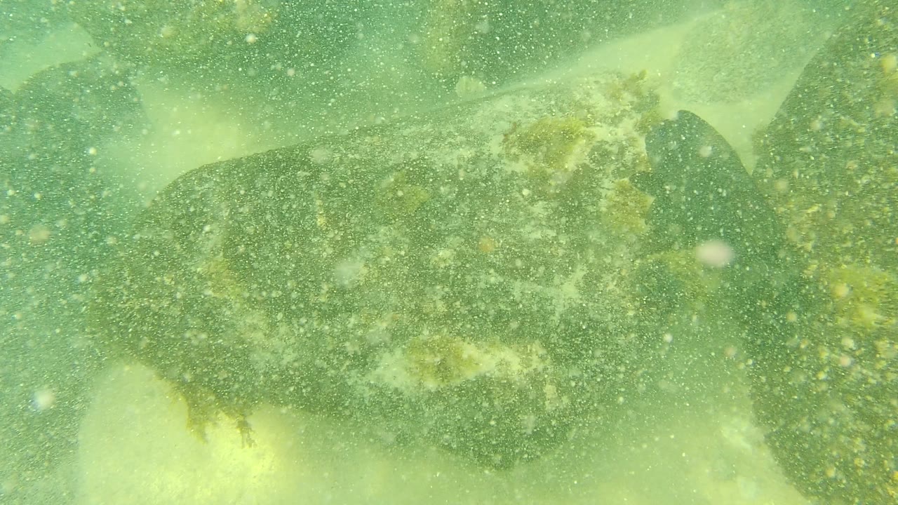 Flatfish beside algae-covered underwater rocks in green water.