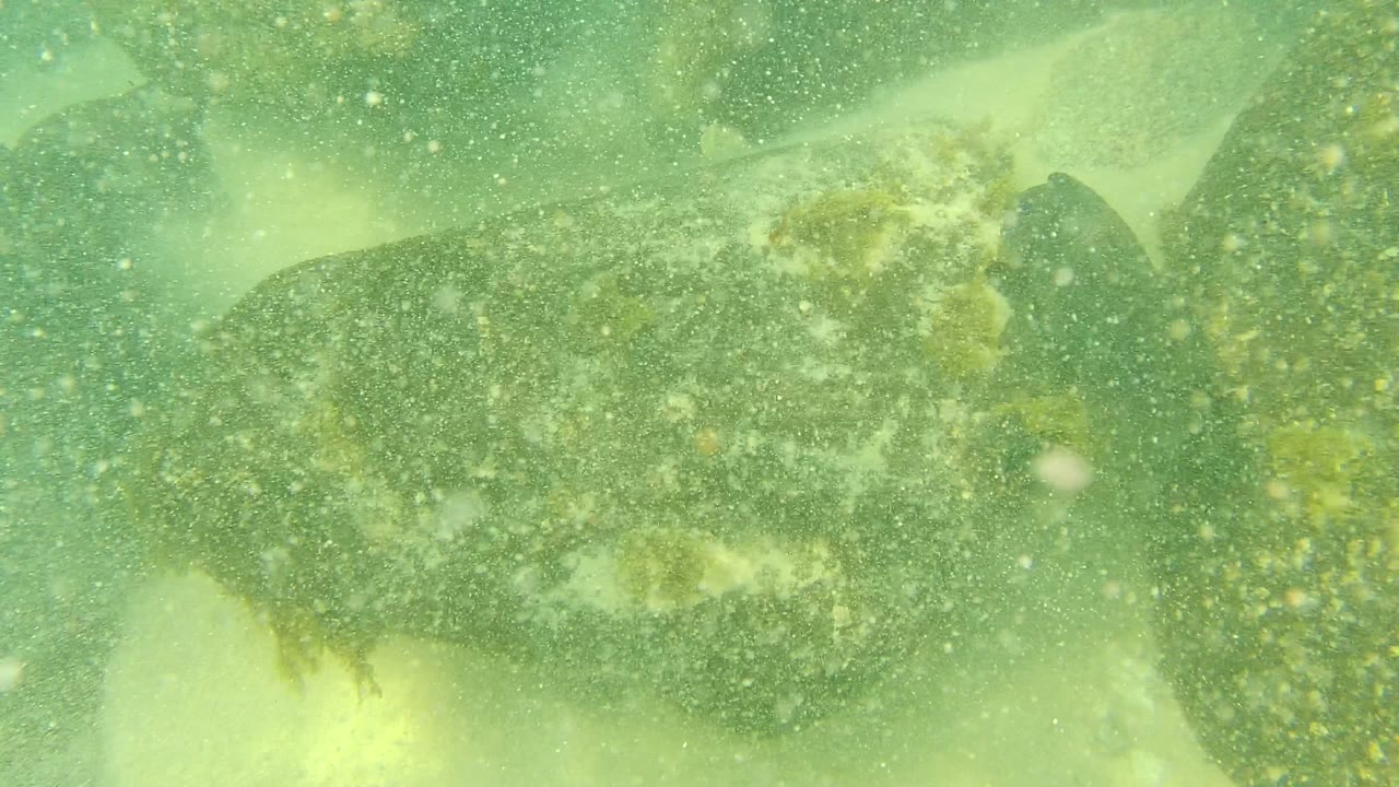 The flatfish moves low across the Palmilla Los Cabos rocky seabed as suspended silt and bubbles fill the green water, with no visible people.