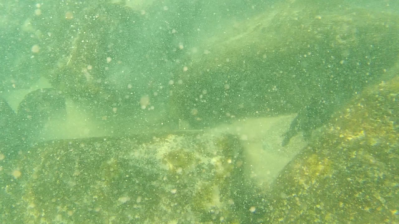 A flatfish remains partly visible near dark rocks in Palmilla Los Cabos as cloudy particles drift through the green underwater scene, with no visible people.