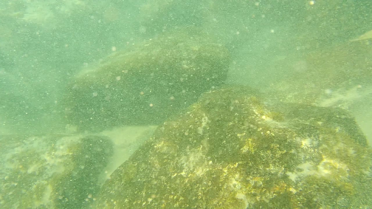 Murky green water and suspended sediment cover pale sand and rounded rocks on the Palmilla Los Cabos seabed, with no visible people.