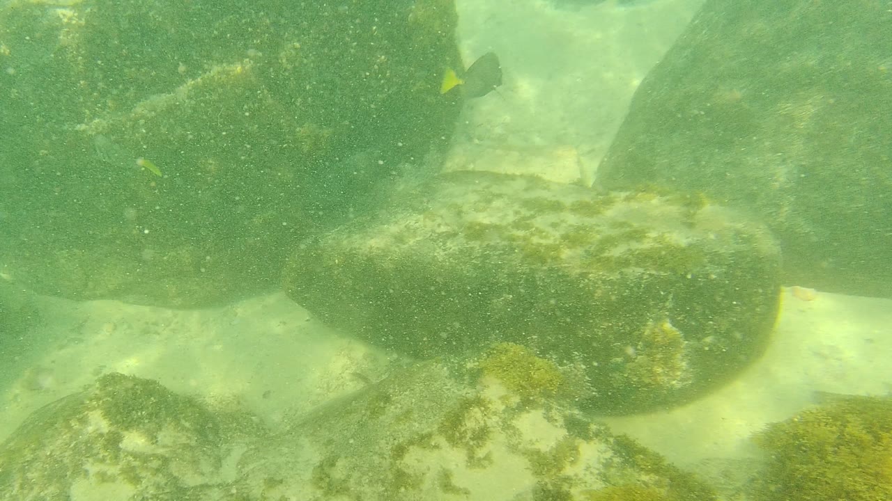 Underwater rocks and a small dark fish in green water
