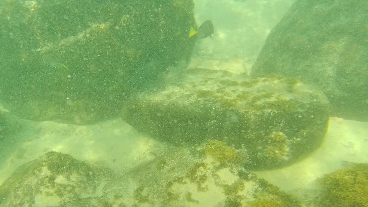 Underwater frame from Palmilla Los Cabos with large rounded rocks filling the foreground and midground, algae patches, pale sand channels, and no visible people.